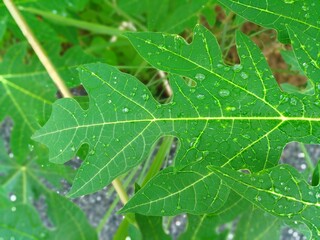 After the rain, water droplets settled on the papaya leaves.