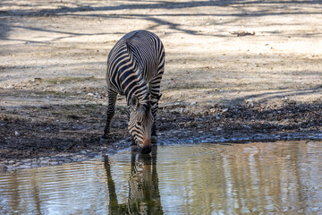 Hartmann's Mountain Zebra, Equus zebra hartmannae. An endangered zebra