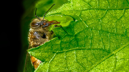 abeille 
