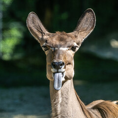 The common eland sticking its tongue out. Taurotragus oryx is a savannah antelope