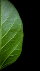 green leaf in black background