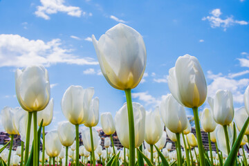 Fototapeta premium field of tulips