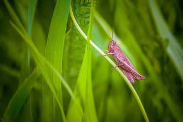 Grasshopper - konik polny - obrazy, fototapety, plakaty