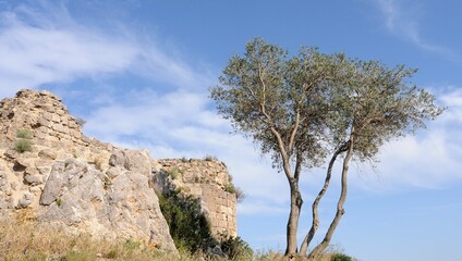 Château d'Aguilar près du village de Tuchan dans l'Aude en Roussillon Occitanie France	