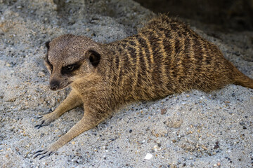 Meerkat, Suricata suricatta sitting on a stone and looking into the distance