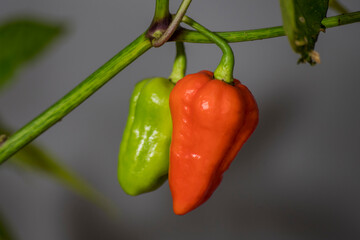 unripe 7 pot douglah chili pepper
