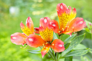 Fototapeta premium Orange Lily with showy orange flowers and brown spots.