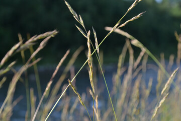 grass in the wind nature river beauty
