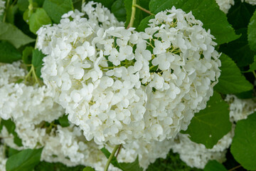 hydrangea arborsecens commonly known as smooth hydrangea wild hydrangea sevenbark or sheep flower forming a heart shape