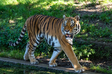 The Siberian tiger,Panthera tigris altaica in a park