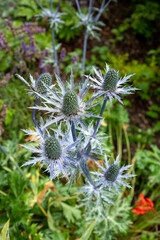 Eryngiums also known as sea holly with spiny leaves and a characteristic ruff around the flowerheads