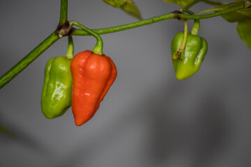 unripe 7 pot douglah chili pepper