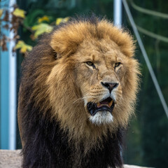 The lion, Panthera leo is one of the four big cats in the genus Panthera