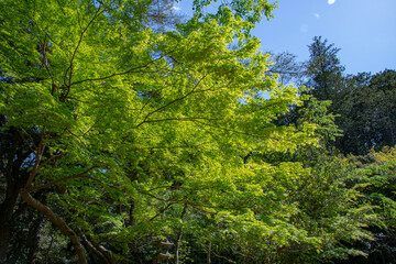 Fototapeta premium trees in the forest