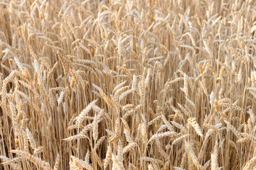 background agrarian harvest. wheat yellow close-up