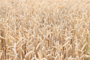 yellow ears close-up background harvest farming