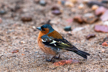 chaffinch