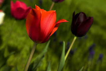 Tulips in the garden