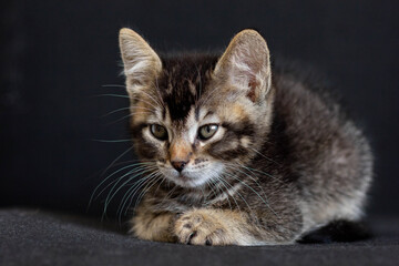 Tricolor domestic kitten lying and looking aside on the black background