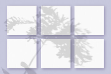 Natural light casts shadows from the plant on 6 square sheets of white paper lying on a violet textured background. Mockup