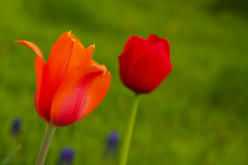 Tulips in the garden