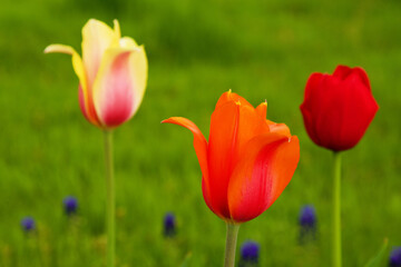 Beautiful tulips in the garden