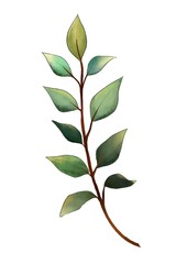 green leaves isolated on white background