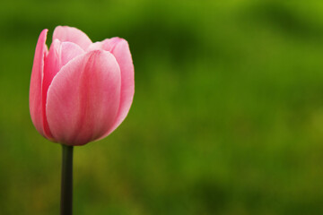 Obraz premium Pink tulip flower