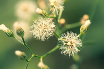 Ecological nature image: plants dandelions,Flowering grass in the garden. Back ground blurred.green background. There is an empty copy space to insert some text or image. Can be used as a wallpaper or
