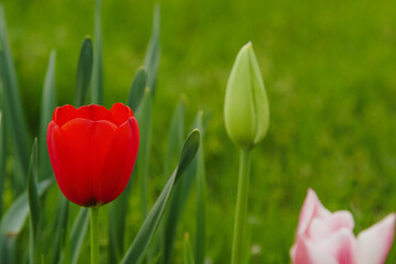 Red tulip in spring