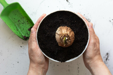 Top view of woman hands holding pot with planted bulb of Amaryllis or hippeastrum in pot on the...