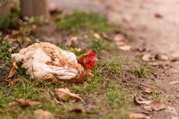 Spotted chicken sitting on the grass. The hen lays an egg on the ground