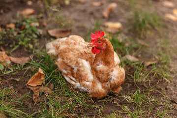 Spotted chicken sitting on the grass. The hen lays an egg on the ground