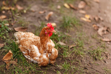 Spotted chicken sitting on the grass