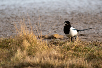 magpie