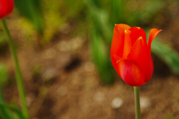 Red Tulip