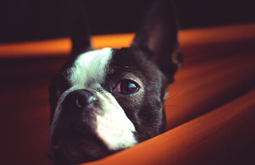 close up of an eye of the dog