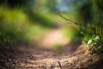 Deep road track with grass around the edges and a strong blurred background. A dry twig stretches...