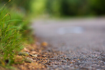 Green grass at the edge of a country road. Strong blurry background. Copy space.