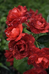 Fototapeta premium Red roses