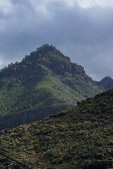 pine forest of tamadaba in gran canaria