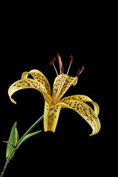 lily flower isolated on black background.