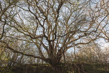 trees and sky