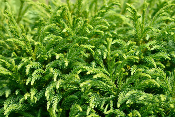 Japanese cedar Globosa Nana