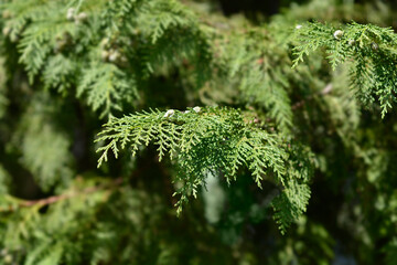 False cypress