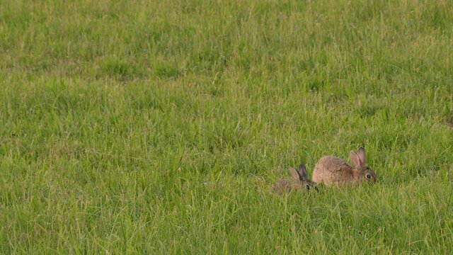 Two wild rabbits eating grass in a field. Green grassland pasture. Wild bunny in rural agriculture area. Green meadow in countryside. Static shot, slow motion, shallow depth of field