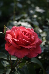 red rose