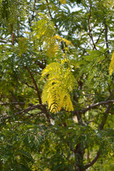 Thornless Honey locust