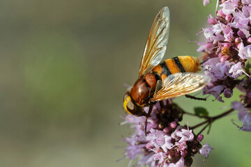 Hornissenschwebfliege am Dost