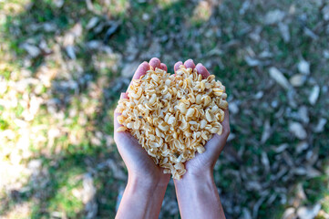 Dried fresh skin of cherry coffee bean  for cascara pulp tea on woman's hands with green yard...